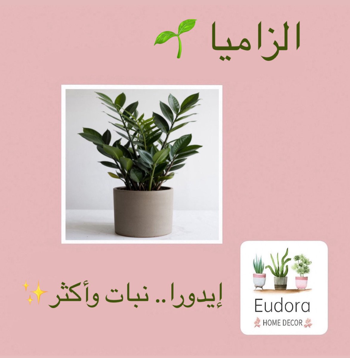 eudora__home's tweet photo. أفضل ٣ نباتات لا تحتاج رعاية كثيرة 🌱

متوفرين ع موقعنا الإلكتروني قسم النباتات🤩👇🏻

https://t.co/Ft2Sj8sdjS

 #مساء_الخيرᅠ https://t.co/dhM8og7Hmm