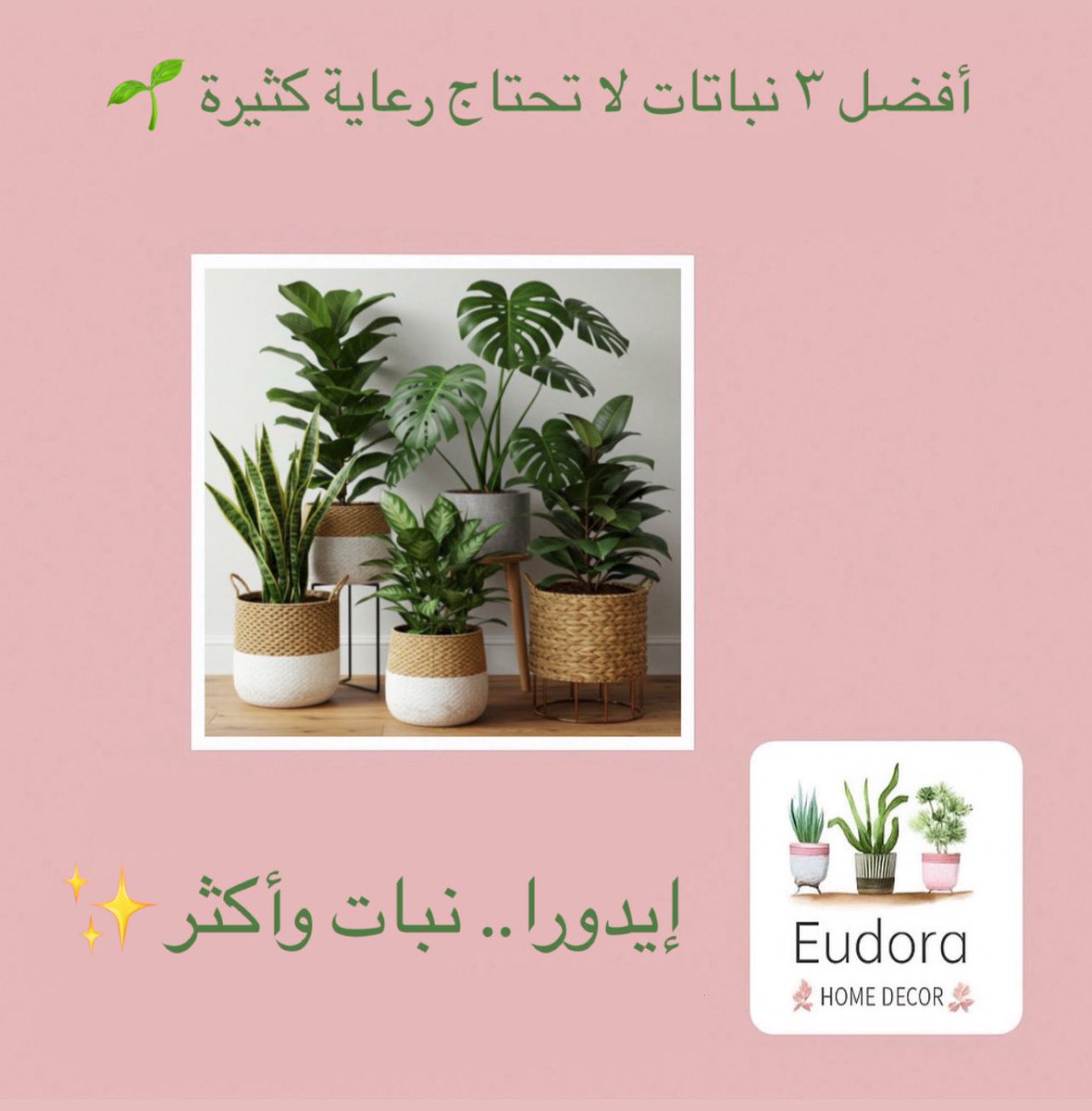 eudora__home's tweet photo. أفضل ٣ نباتات لا تحتاج رعاية كثيرة 🌱

متوفرين ع موقعنا الإلكتروني قسم النباتات🤩👇🏻

https://t.co/Ft2Sj8sdjS

 #مساء_الخيرᅠ https://t.co/dhM8og7Hmm