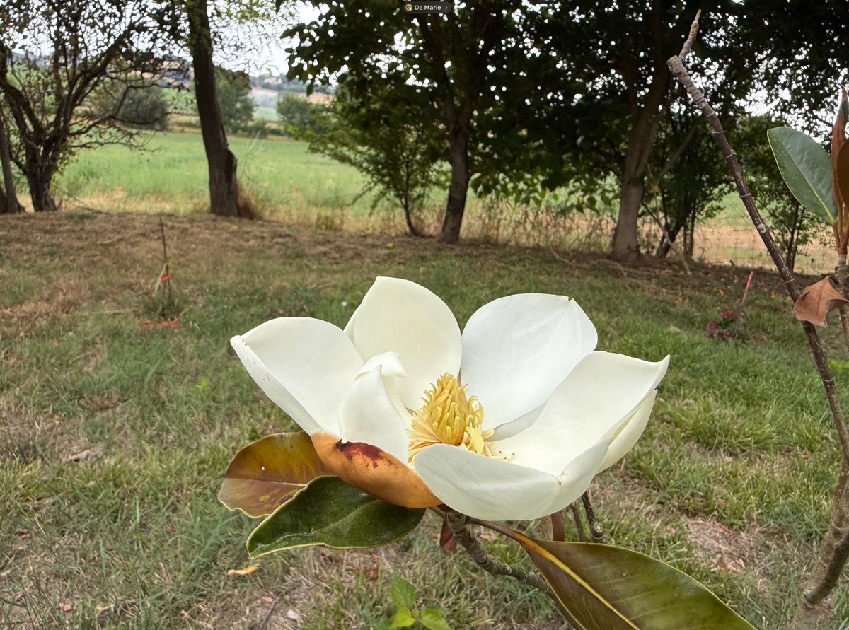 PierreDeWulf's tweet image. I am now "I get happy seeing the first flowers of the tree I planted in the winter" old