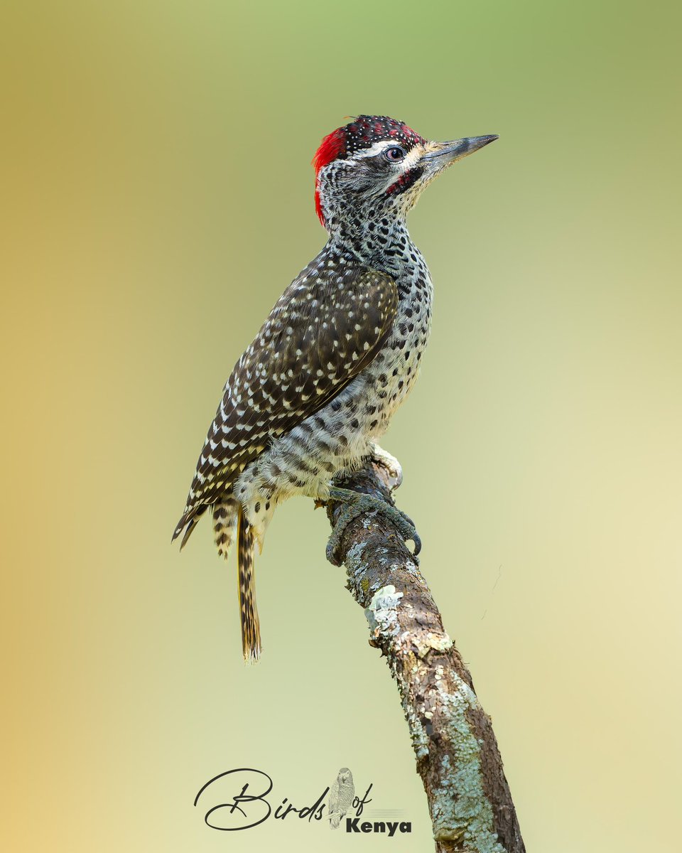Waimaimba's tweet image. Nubian Woodpecker 馃摳馃嚢馃嚜 #BirdsSeeninkenya #BirdsSeenIn2025