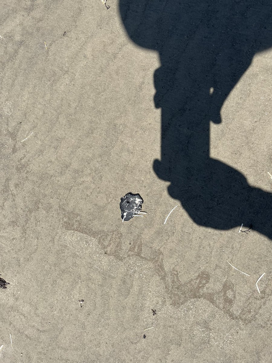 TexasMoran's tweet image. Tar ball on Galveston beach. Csnnabilistic Karankawa Indians caulked their boats with tar balls