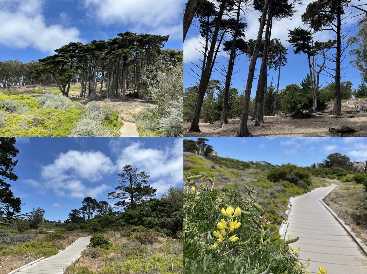 Lobos Valley boardwalk feels like miles away from the city but is right in San Francisco!

“Big Nature/Small Space” Insights:

hikingautism.com/insights--hike…

#hiking #autism #nature #walking #outdoors #freshair #selfcare #sanfrancisco #california