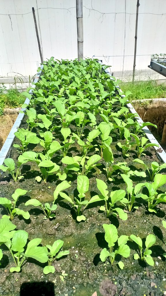 ESSonrisasyAmor's tweet photo. Cosechando sonrisas 🌱 

👩‍🌾 Detrás de cada alimento está el campo y el trabajo de su gente.

#CosechandoSonrisas #HuertosFamiliares #agricultura #PorElSalvador https://t.co/q72oRNHmmi