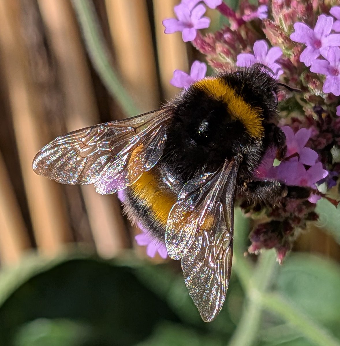 Buff tailed bumble bee on the verbena this afternoon
#bufftailedbee
#bee
#verbena
#kingstonuponhull
#Flowerpic
#pixel9a