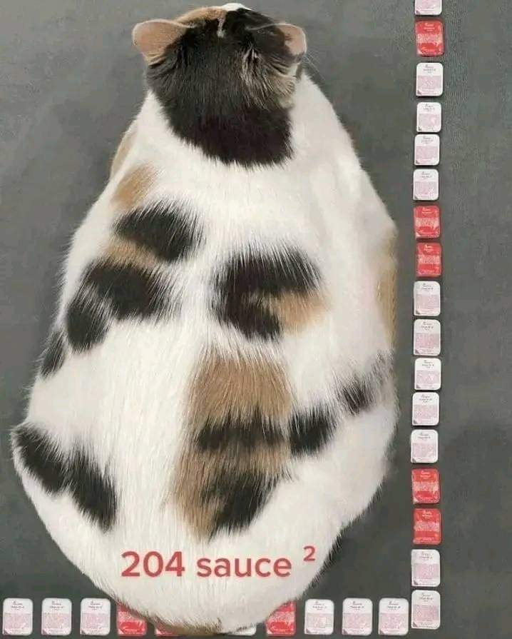 Il a grandi, il fait maintenant 204 sauces carré.