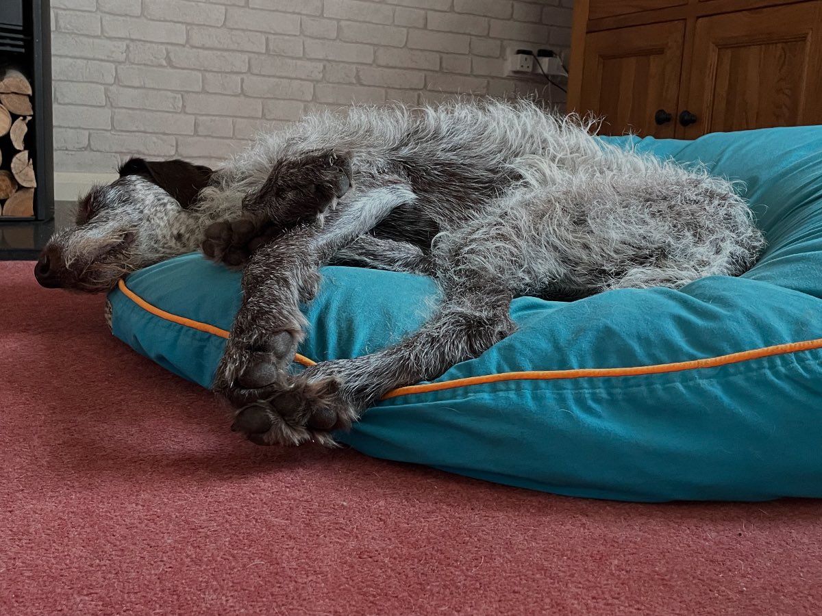 Happy #stay #cool #sleep #relax #dogbed #dog #dogsofinstagram #dream #paws #up #weekend #chill #dogsoftwitter #love