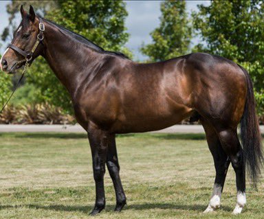 tequilaqueen07's tweet photo. @GilgaiFarm #NOHALFMEASURES takes out Europes Premier G1 Sprint Cup The July Cup  @NewmarketRace  with a distinctive Australian connection through dam sire #HELMET (E&amp;E again)..congrats to all #RichardHughes &amp; Jockey #NeilCallan https://t.co/f575umdb5n