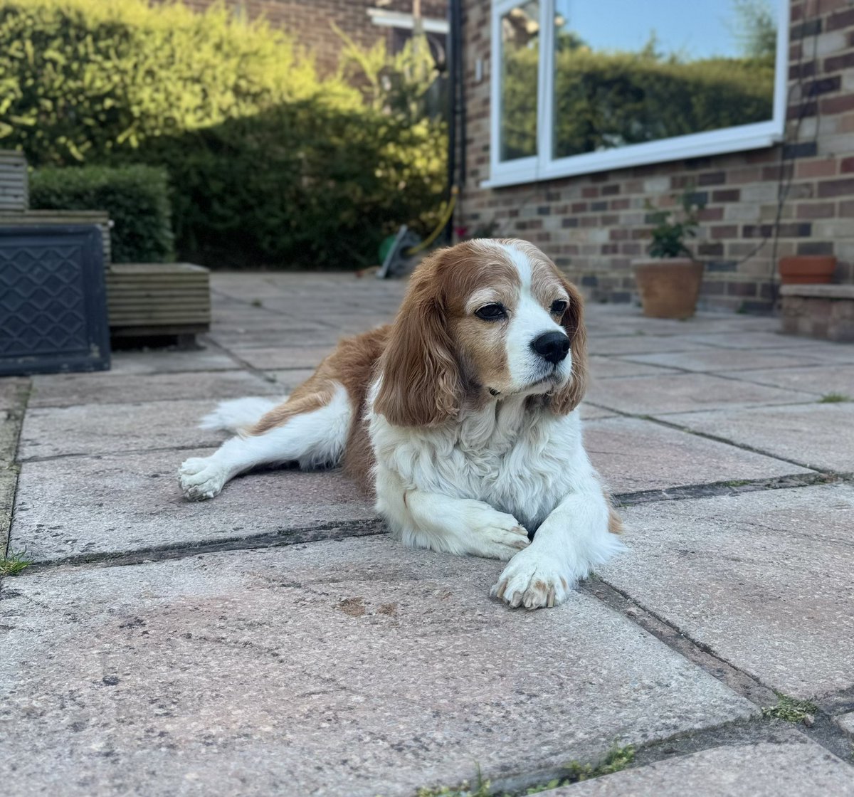 StanleytheC's tweet photo. Chillin’ 🐾❤️🐾 https://t.co/i1FxDMItsW