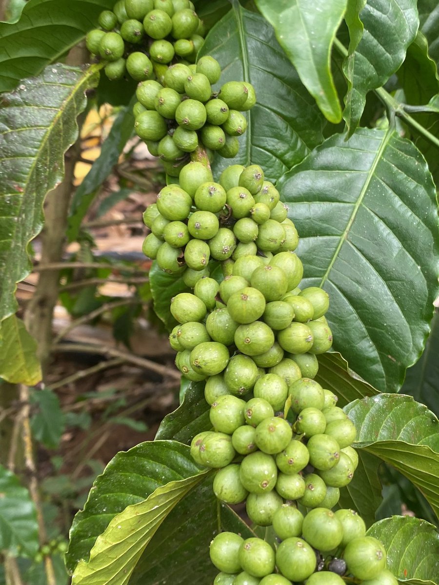 Uganda Coffee Farmers Alliance (UCFA) tweet media