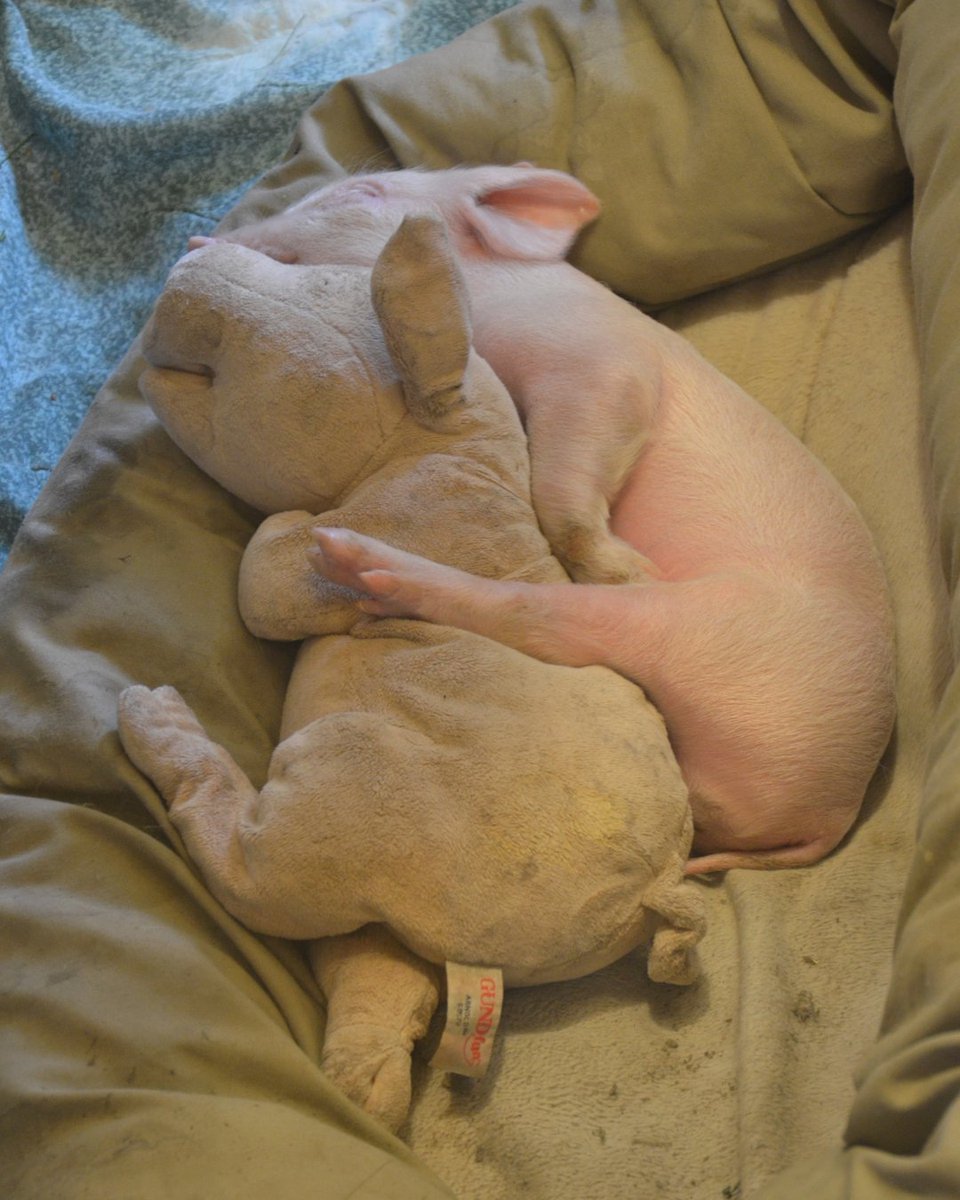 What's cuter than a piglet and their emotional support plushie piglet? 💕