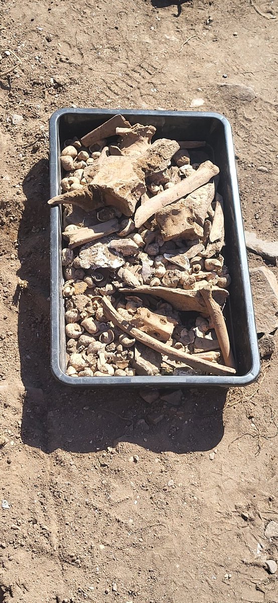 gina7702's tweet photo. @brparchaeology 
Abbie's had a fantastic day with you guys. Thank you. https://t.co/jY4qtx2yc9