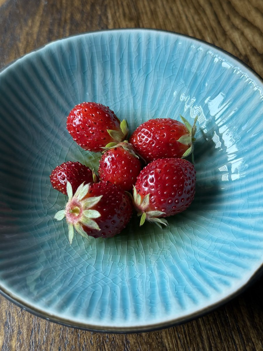 CiderTheFox's tweet image. Yummy lil strawberries that I grew 🦊🍓