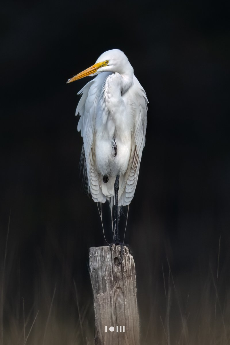 Recipe: 400-800 Lens, patience, dirty gear, head sideways in the marsh mud  <a href="/SonyAlpha/">Sony | Alpha</a>