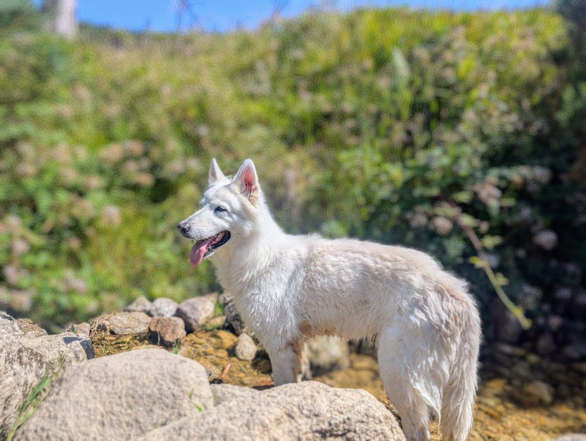 Pudgical's tweet image. A hike with this angel is a good means to the best day 💞