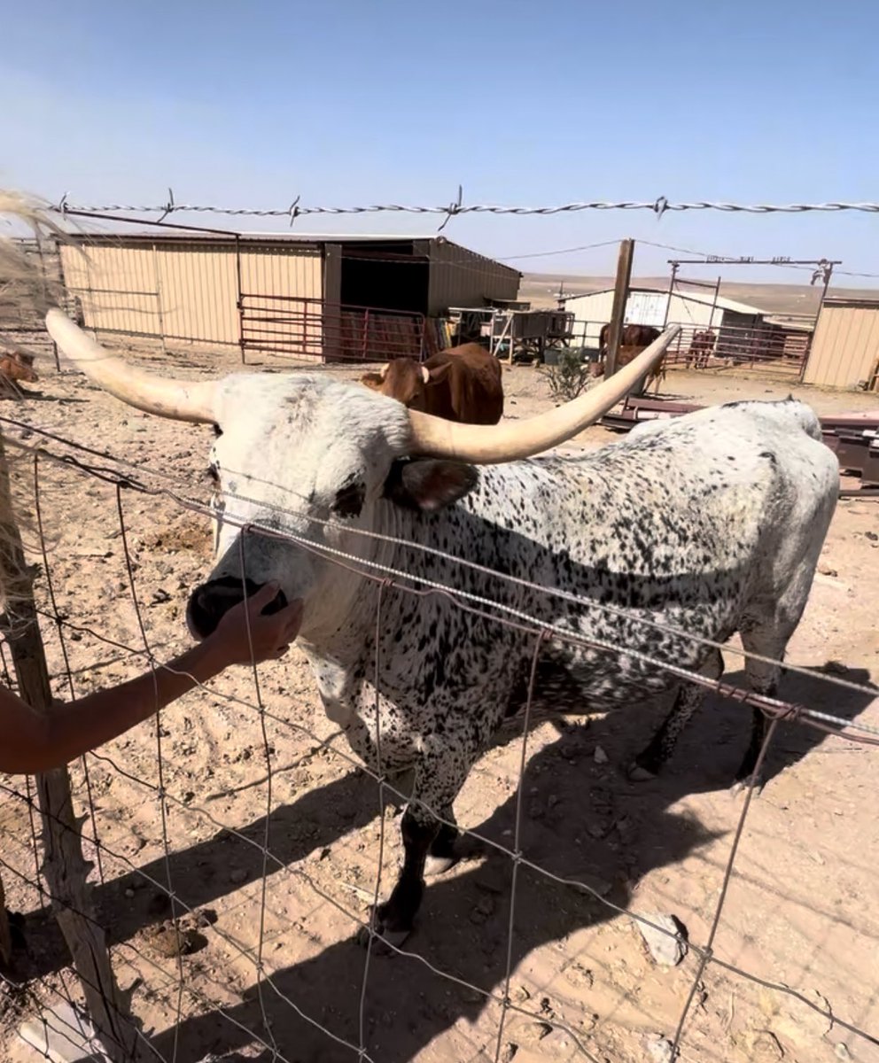 Coach Clark (@coachclark6) on Twitter photo This is our neighbor, Pork Chop in spring of 2023 & summer of 2025.🤠 This is our neighbor, Pork Chop in spring of 2023 & summer of 2025.🤠