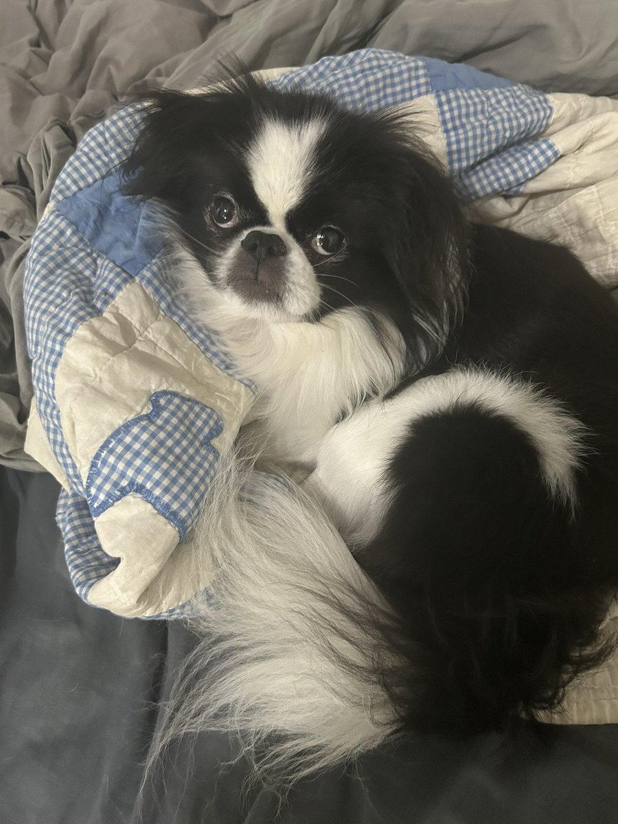 WhittersRichard's tweet image. My little buddy is doing well… but had some heart troubles, and allergies recently. He has his medicine now, and is doing great.
Send him hugs :)