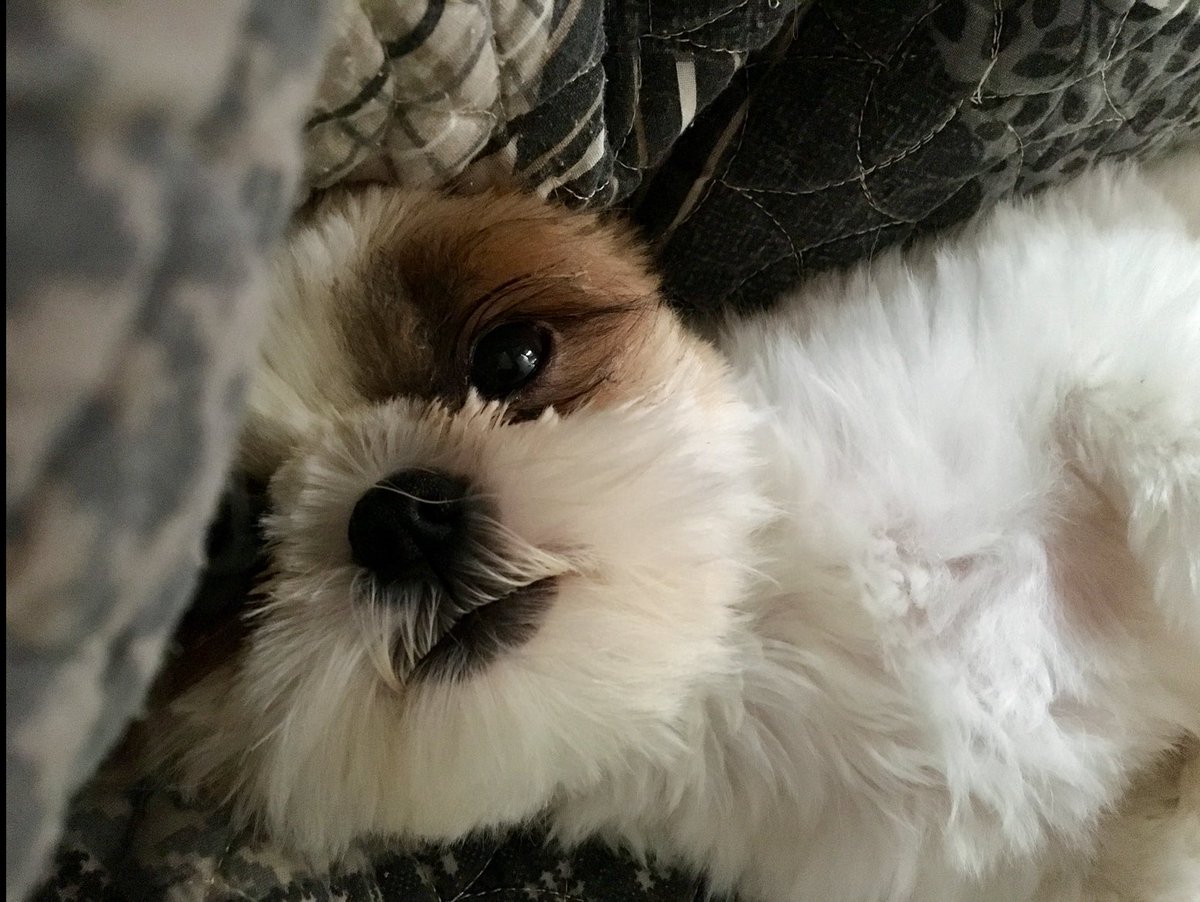 PoliticalStacy's tweet photo. This guy kills me. https://t.co/9St8OGfGsM
