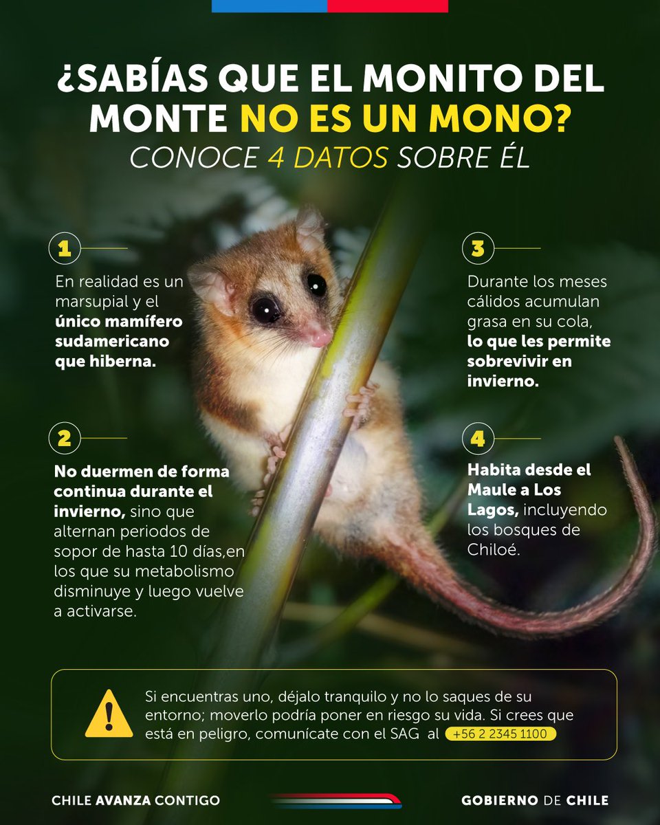 GobiernodeChile's tweet image. ¡Que no es un mono! Es un marsupial, el único mamífero que hiberna en sudamérica y habita los bosques sureños de nuestro país 🇨🇱

Este animal de hábitos nocturnos posee una larga cola prensil y pulgares oponibles en sus extremidades traseras, lo cual le ayuda a trepar por…