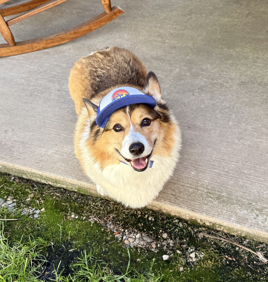 WinstonCorgiDog's tweet image. Happy Saturday Corgi Dog Winston-Family!☀️🐶✌🏻 Hope You’re All Well and Having a Great Weekend!💕 Peace and Blessings💌❤️ #Happy #Saturday #Corgi #Dog #Family