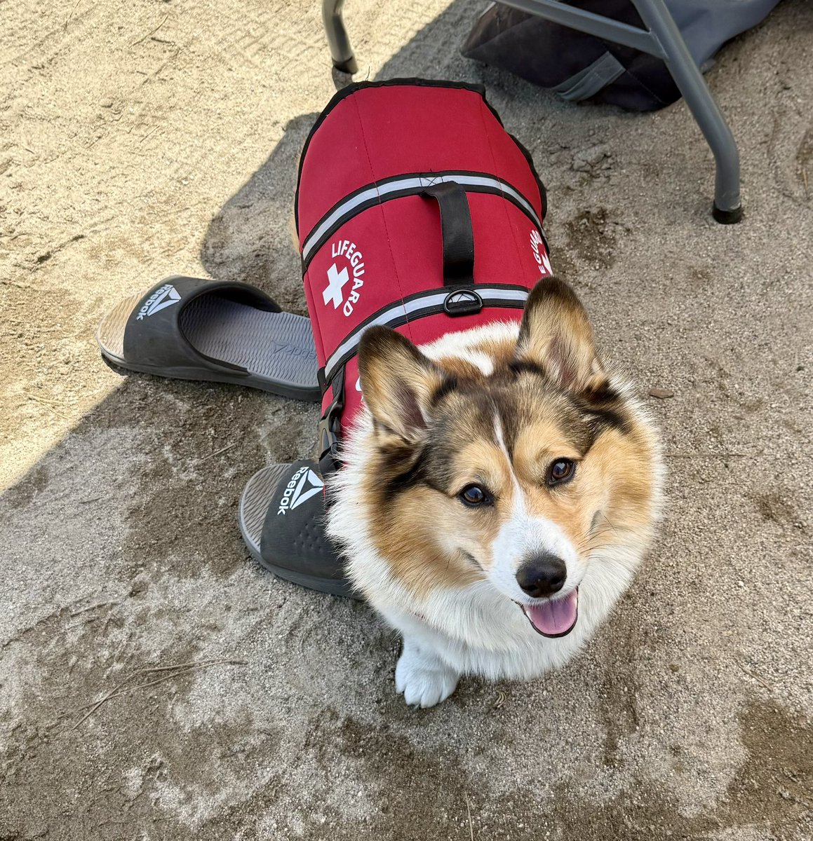 WinstonCorgiDog's tweet image. Happy Saturday Corgi Dog Winston-Family!☀️🐶✌🏻 Hope You’re All Well and Having a Great Weekend!💕 Peace and Blessings💌❤️ #Happy #Saturday #Corgi #Dog #Family