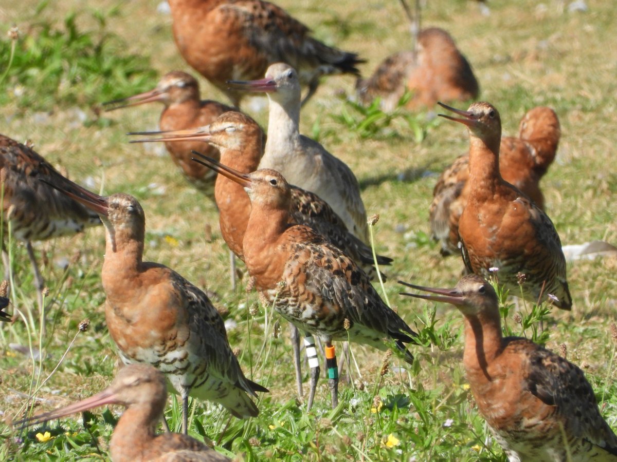 Richard Smith tweet media