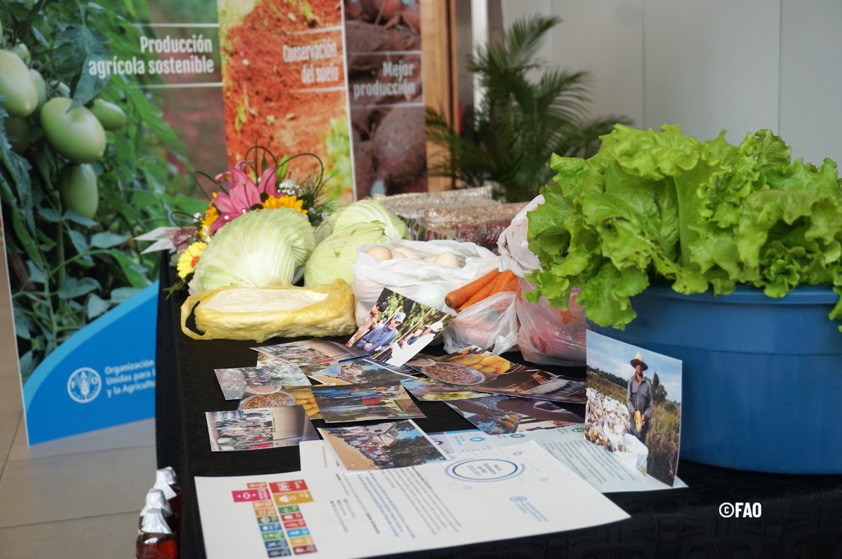 FAO Paraguay (@faoparaguay) on Twitter photo Reconociendo la función vital que desempeñan las explotaciones familiares, la <a href="/FAO/">Food and Agriculture Organization</a> trata de seguir reforzando su labor fomentando políticas y programas de agricultura familiar, así como ayudando a los países a impulsar mejoras continuas. Reconociendo la función vital que desempeñan las explotaciones familiares, la <a href="/FAO/">Food and Agriculture Organization</a> trata de seguir reforzando su labor fomentando políticas y programas de agricultura familiar, así como ayudando a los países a impulsar mejoras continuas.