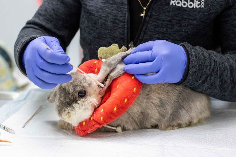 HouseRabbit's tweet image. When he came to us, both of Anchovy's ears were badly infected. He needed delicate, multi-stage procedures to widen his ear canals so they drain properly.
After weeks of care, Anchovy is finally healthy and comfortable! β€οΈπ°
Help rabbits like Anchovy: houserabbit.org/donate