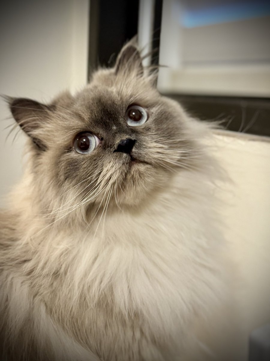 odedonn's tweet image. snowy my cat is reflecting deeply on the market mooning so hard this week and just meowed “moar moar”. i like snowy 🤍