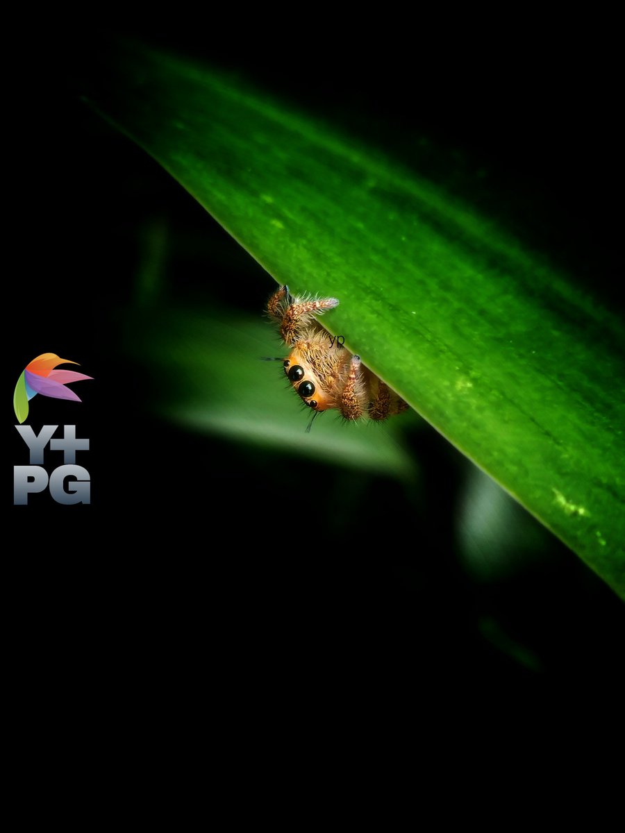 Adult hyllus spider peeking out from behind the leaves of the pandan.

#photography #photo  #photograph #photooftheday #photographylovers #PhotographyIsArt #nature #naturelove #NatureIsAmazing #naturescenery #naturelover #macro #macrophotography