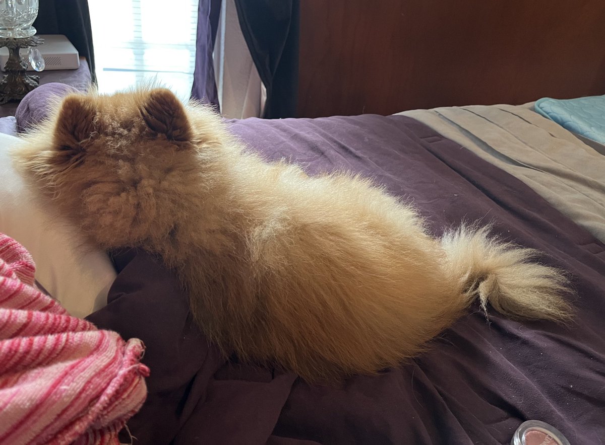 KoshkaMorrison's tweet image. Me azerqé a darle un vezito al Matsimo i me lario el pero dezjraziao. A loego io no me ago rezponzavle de las leperadas qe me zalgan del oziqo 😡