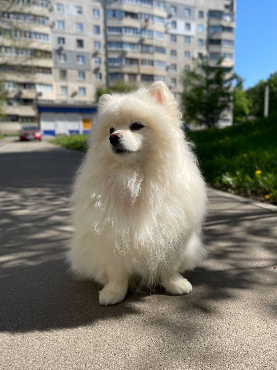 irena_druzenko's tweet image. Дорогенькі, включаємо всю магію твітера ✨
Шукаємо найкращих у світі пет-батьків для цього білосніжного янгола.
Це Айс, 2,5 роки, кастрований, здоровий, добрий і ніжний хлопчик з великим серцем. Зараз він у Харкові, але готовий поїхати назустріч новому життю — туди, де його…