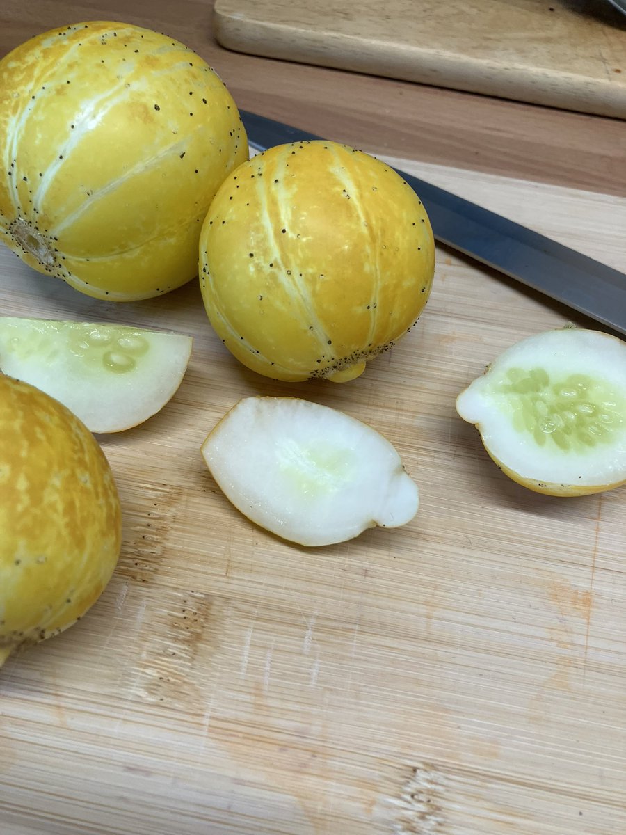 DerekLRMoss's tweet photo. First crop of lemon cucumbers. https://t.co/cL7BCN696L