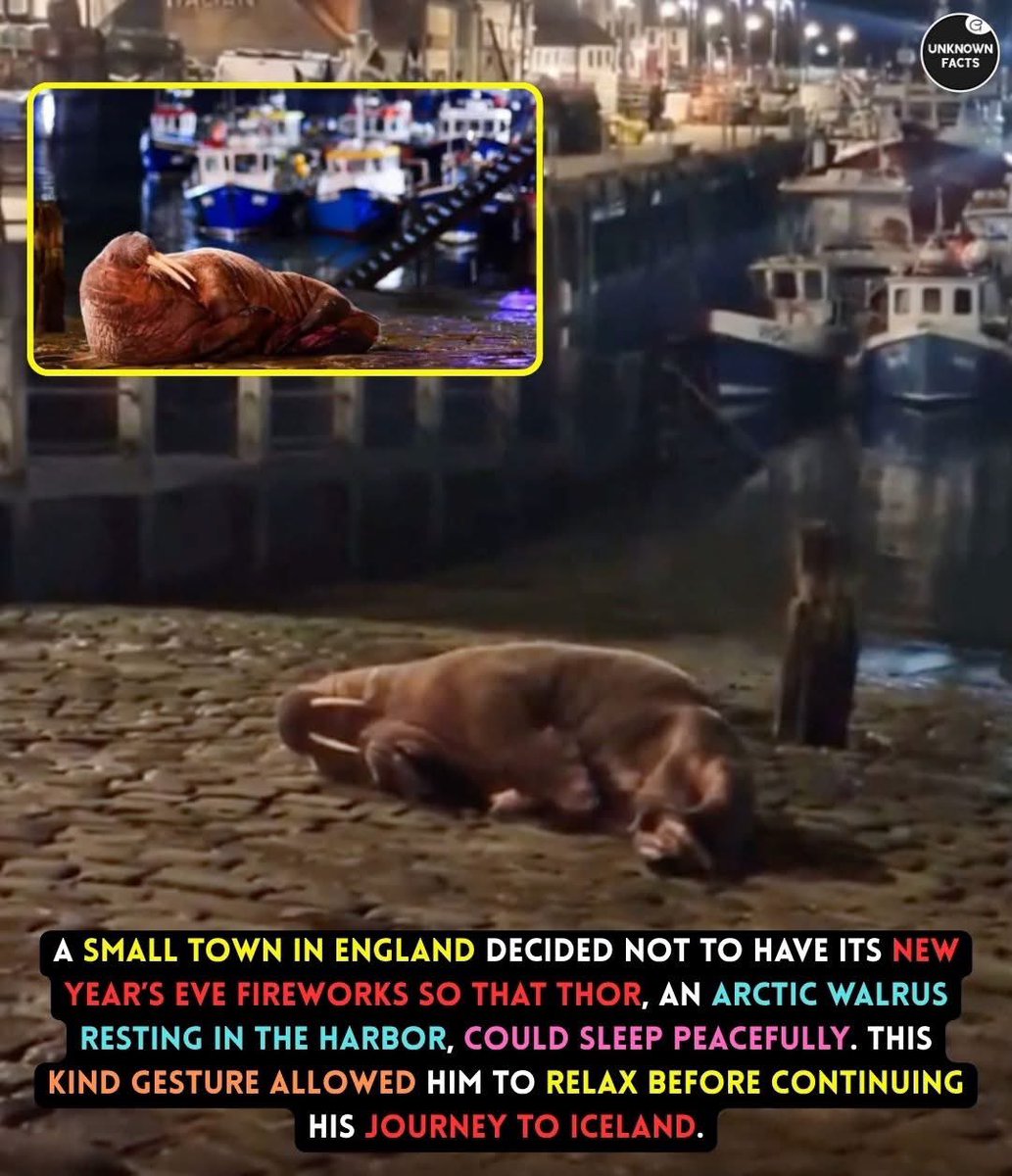 In a heartwarming act of compassion, the town of Scarborough, England, chose to cancel its New Year’s Eve fireworks in 2022 for a very special reason ~ Thor, the Arctic walrus. Thor had been spotted resting in the town’s harbor on December 30, drawing attention and admiration