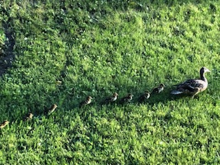 AimHighSA's tweet image. Safe journey to this family Heading to Shuswap Lake ~ 1/3 of a #SalmonArm km away