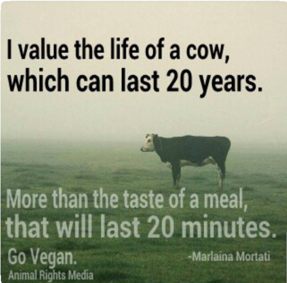 Ⓥ Vegan Activist Girl 🌱🐂🐟🐷🐒🐶🐺 (@vegan_girl_69) on Twitter photo 