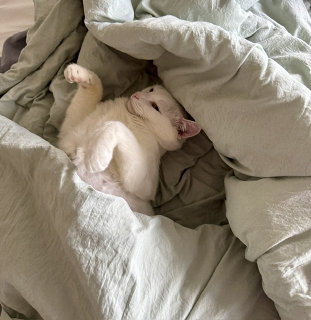 ProjectMEOW's tweet image. Meet Jack Cobb — a 9-year-old all-white gentleman ready to retire from outdoor life and settle into your heart. Mellow, affectionate &amp;amp; great with other cats, Jack is all about cozy beds, head butts &amp;amp; love. Ready to meet your new BFF?
Adopt: projectmeow.org/adopt/adoption…
#ProjectMEOW