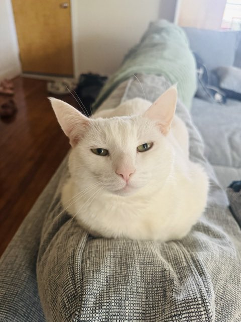 ProjectMEOW's tweet image. Meet Jack Cobb — a 9-year-old all-white gentleman ready to retire from outdoor life and settle into your heart. Mellow, affectionate &amp;amp; great with other cats, Jack is all about cozy beds, head butts &amp;amp; love. Ready to meet your new BFF?
Adopt: projectmeow.org/adopt/adoption…
#ProjectMEOW