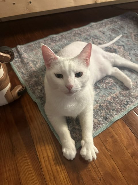 ProjectMEOW's tweet image. Meet Jack Cobb — a 9-year-old all-white gentleman ready to retire from outdoor life and settle into your heart. Mellow, affectionate &amp;amp; great with other cats, Jack is all about cozy beds, head butts &amp;amp; love. Ready to meet your new BFF?
Adopt: projectmeow.org/adopt/adoption…
#ProjectMEOW