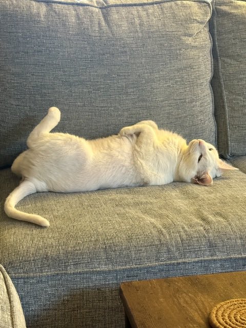 ProjectMEOW's tweet image. Meet Jack Cobb — a 9-year-old all-white gentleman ready to retire from outdoor life and settle into your heart. Mellow, affectionate &amp;amp; great with other cats, Jack is all about cozy beds, head butts &amp;amp; love. Ready to meet your new BFF?
Adopt: projectmeow.org/adopt/adoption…
#ProjectMEOW