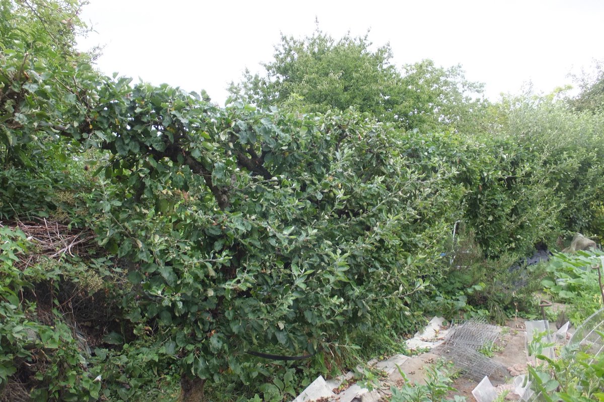 summer pruning, removing three quarters to four fifths of every young soft shoot, allows in air &amp; light, but also checks growth so best done in two stages, here I've pruned off all the topmost shoots
 leaving all lower ones to absorb sap, will do them next