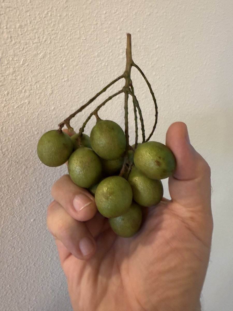 EricRWeinstein's tweet image. One of both the most frustrating & satisfying fruits in existence.
Anyone else crazy for the New World fruit Quenepas (misleadingly called Spanish Lime)?
Giant seed. Almost no meat inside. Really hard to get it off the seed…and satisfying because it functions as a lemon drop.