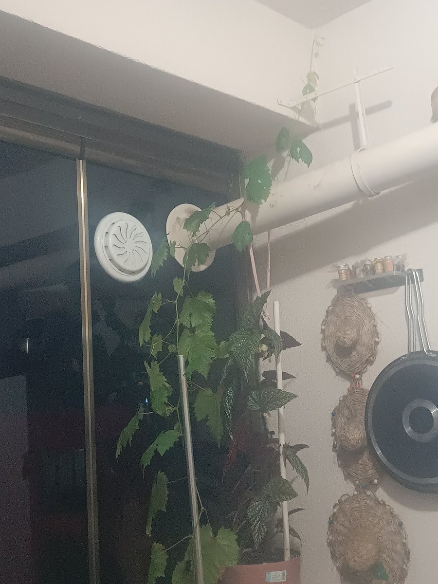 Ne zaman büyüyeceksin derken düz duvara tırmanacak seviyeye geldi😅