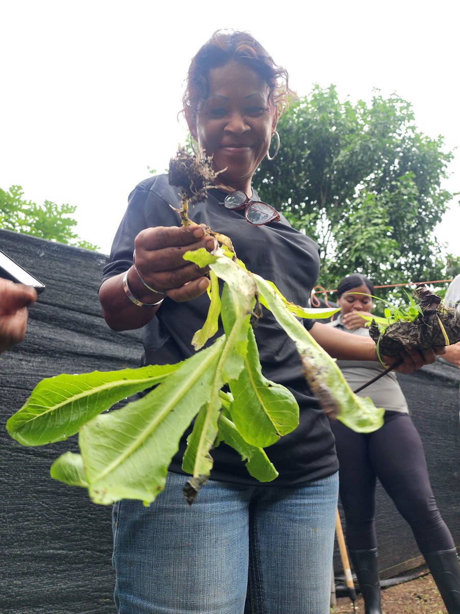 cimufpanama tweet media