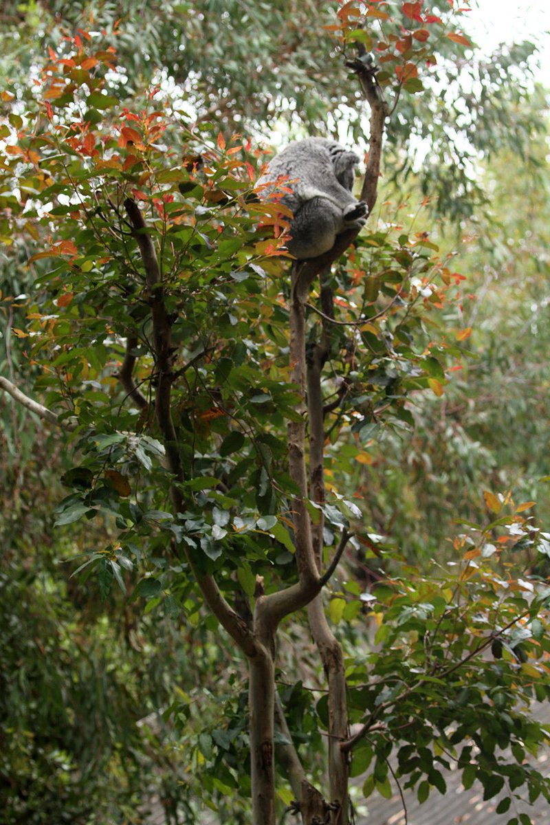 sfzoo's tweet image. Female koala Stacey comfy at the top of one of her habitat’s trees, waking up just to check things out!