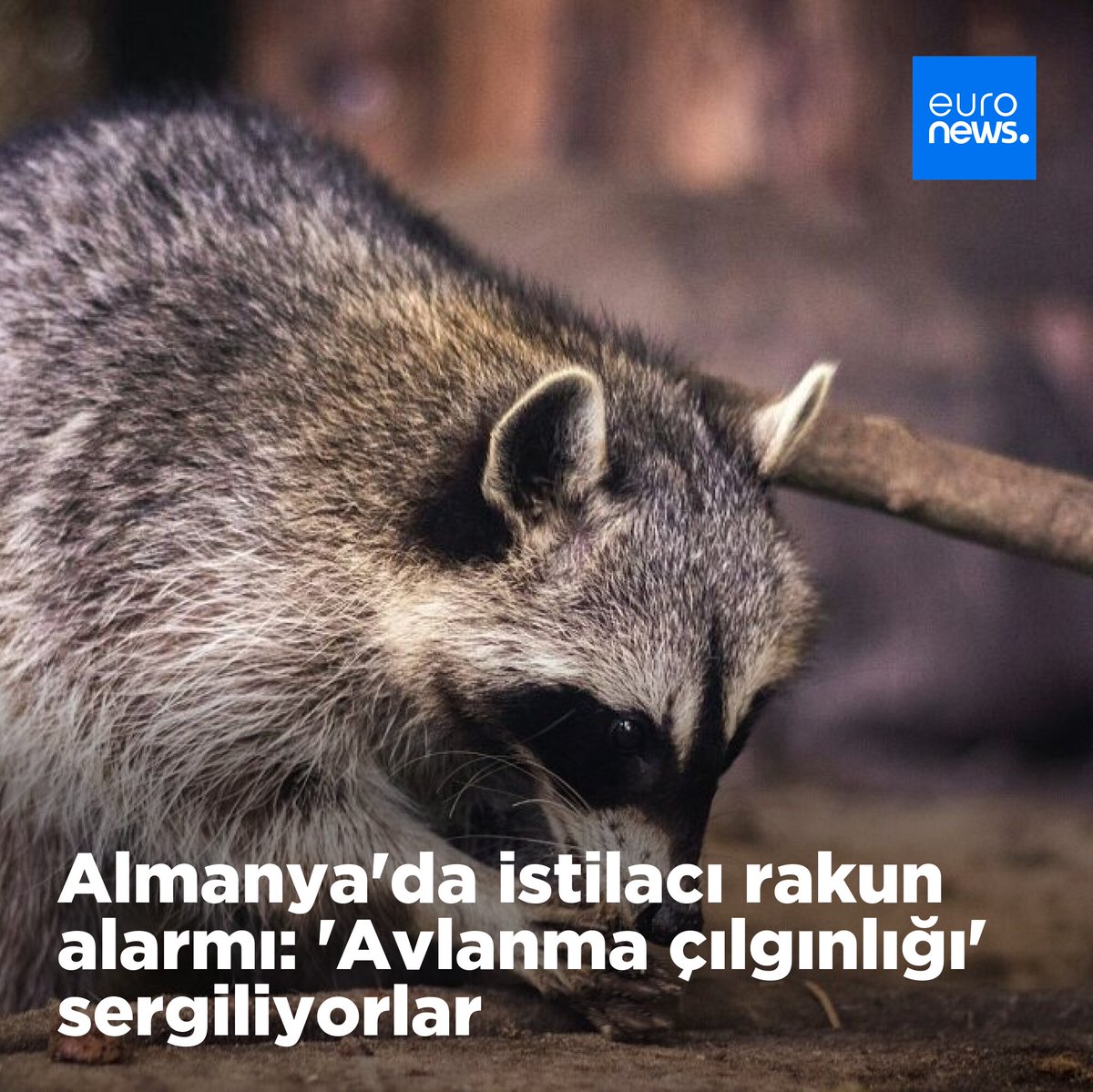 Rakunlar, Avrupa'nın biyolojik çeşitliliğini riske atan istilacı türler arasında.
➡️ l.euronews.com/YGE