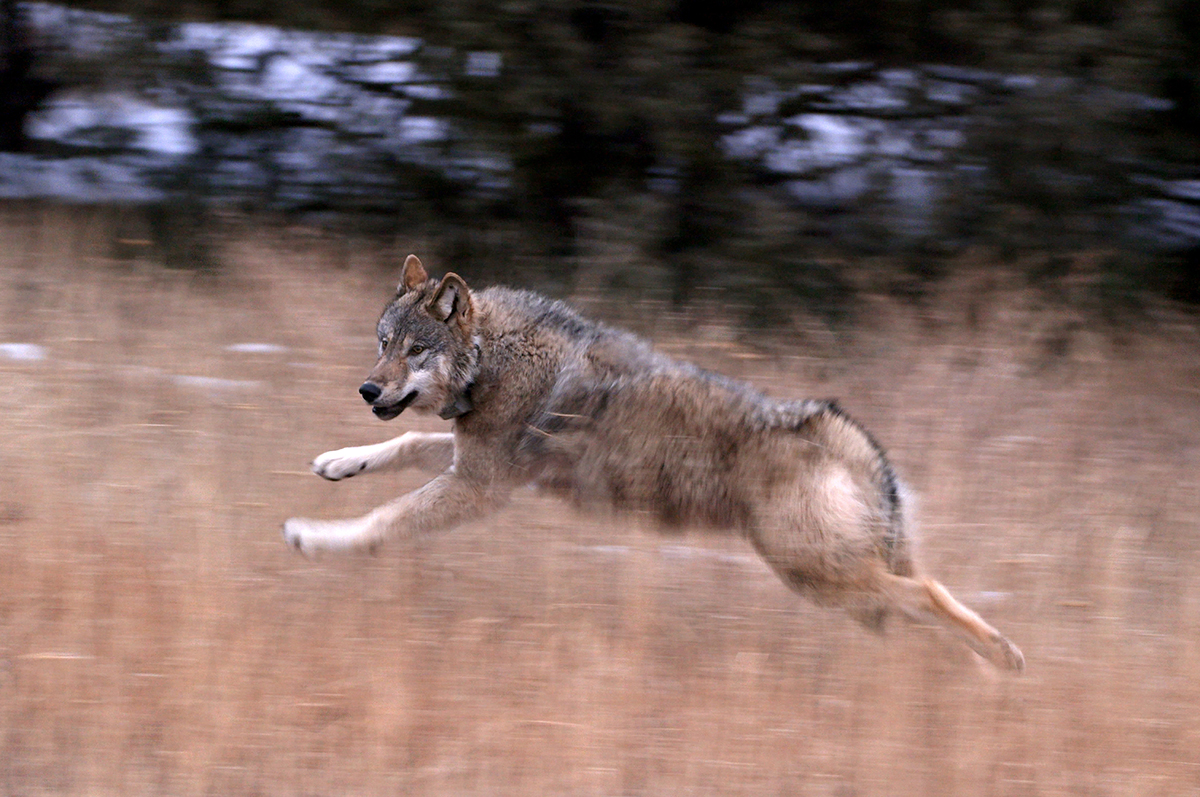 MarcBekoff's tweet image. he Emotional Lives of Wild Neighbors and Why They Matter
Coexisting with wildlife relies on implementing the mindset of transformative compassionate conservation, respecting the life of every individual, and using non-killing protocols.
psychologytoday.com/us/blog/animal…
