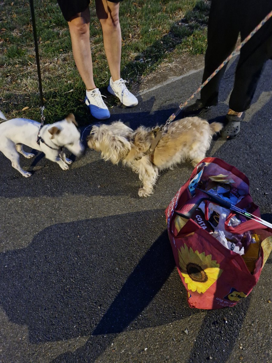 Day 620.
Mrs Norris, Mrs Helen Love, Cisco, and Poppy. Out yesterday evening for a light, cool night stroll. Exactly the same walk as the night before, and sadly, another bag packed solid. Please try and do better Merstham residents.