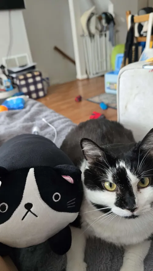 Kanme Esports & Studios ✈Max Mode✈Fight Kingdom (@kanme_studios) on Twitter photo Pam wants to know if you read the new chapter of Pawesome Gatitos on <a href="/globalcomix/">GlobalComix</a>. If you are a #catlover then this #webcomic is for you! Pounce right on in & start from any point! Get some #Caturday vibes by getting your daily dose of #cat content!
globalcomix.com/read/397bbdae-… Pam wants to know if you read the new chapter of Pawesome Gatitos on <a href="/globalcomix/">GlobalComix</a>. If you are a #catlover then this #webcomic is for you! Pounce right on in & start from any point! Get some #Caturday vibes by getting your daily dose of #cat content!
globalcomix.com/read/397bbdae-…