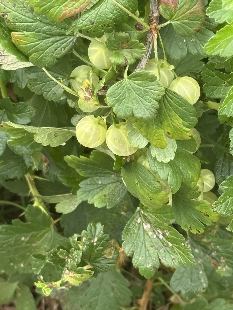 Nutmegbunny tweet media