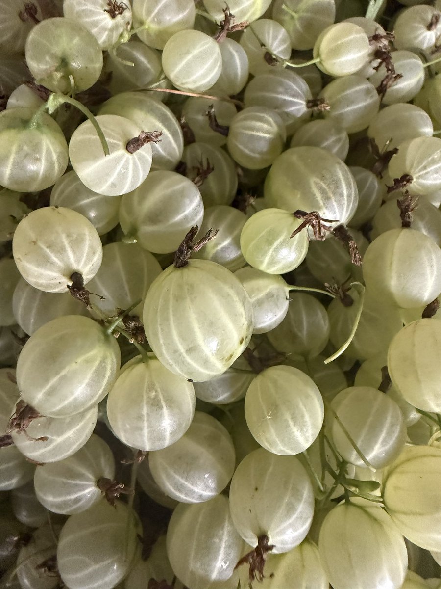 Nutmegbunny tweet media